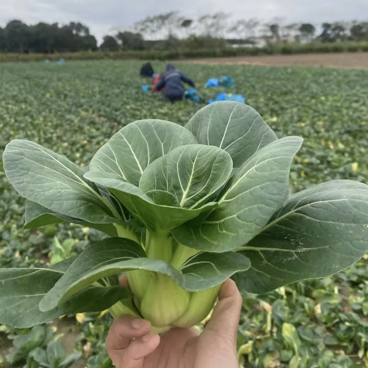 顺丰次日达！苏北霜冻青菜新鲜霜打苏州青应季时令蔬菜
