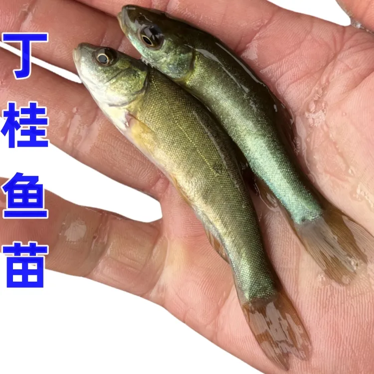 丁桂鱼苗淡水养殖食用欧洲大丁鱥鱼须鱼岁易养活丁穗鱼冷水小运输
