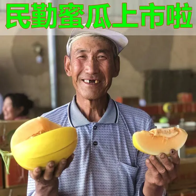 甘肃民勤沙漠蜜瓜软糯蜜甜农产品现采现发