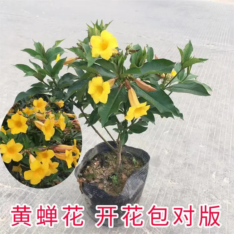 黄婵花 阳台庭院盆栽黄婵 硬枝黄婵花苗小黄婵花喜阳耐热花卉植物