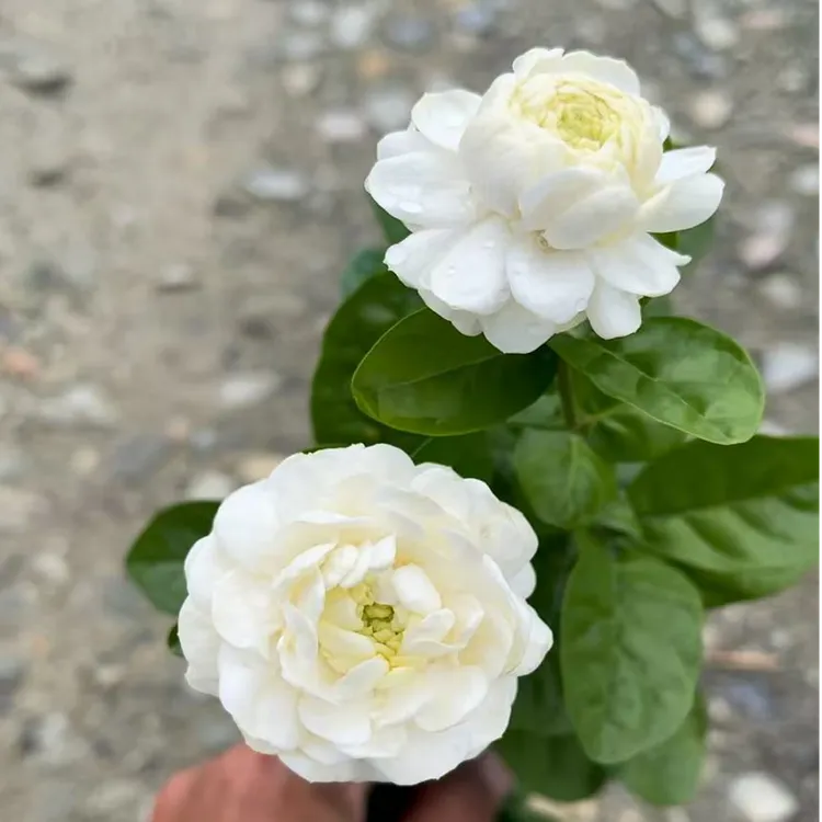 圆叶虎头茉莉花 铭禧圆叶茉莉重瓣虎头茉莉花苗 阳台盆栽芳香茉莉