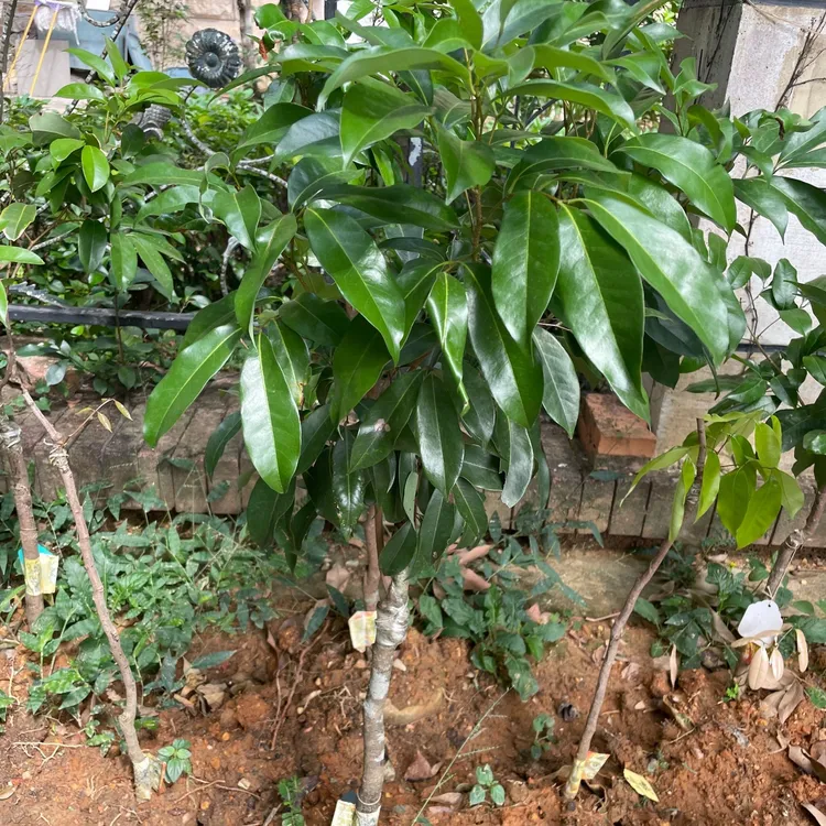 【东荔王】御荔嫁接苗绿植盆栽左右包邮