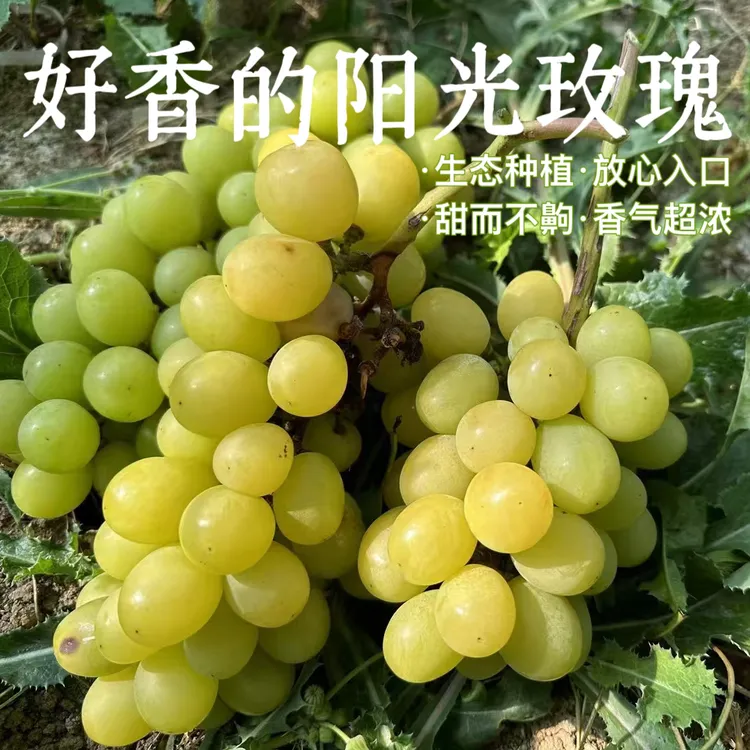 【香气浓郁】阳光玫瑰葡萄有籽皮薄绿色认证不膨果青提3斤顺丰