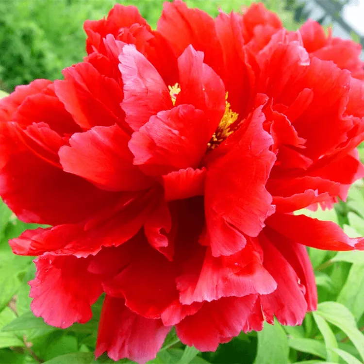 牡丹花苗 正宗洛阳牡丹花苗大苗盆栽花卉牡丹苗 庭院牡丹树苗地载