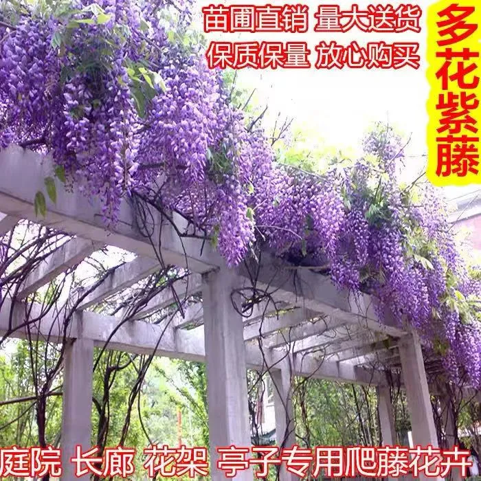 紫藤花树苗爬藤植物攀援花卉庭院围墙四季开花蔓藤紫藤萝花苗盆栽