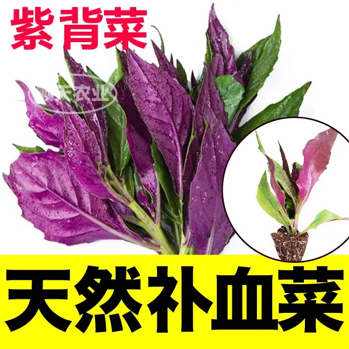 寿光天然紫背天葵苗紫背补血菜可食用四季盆栽阳台春秋观音菜