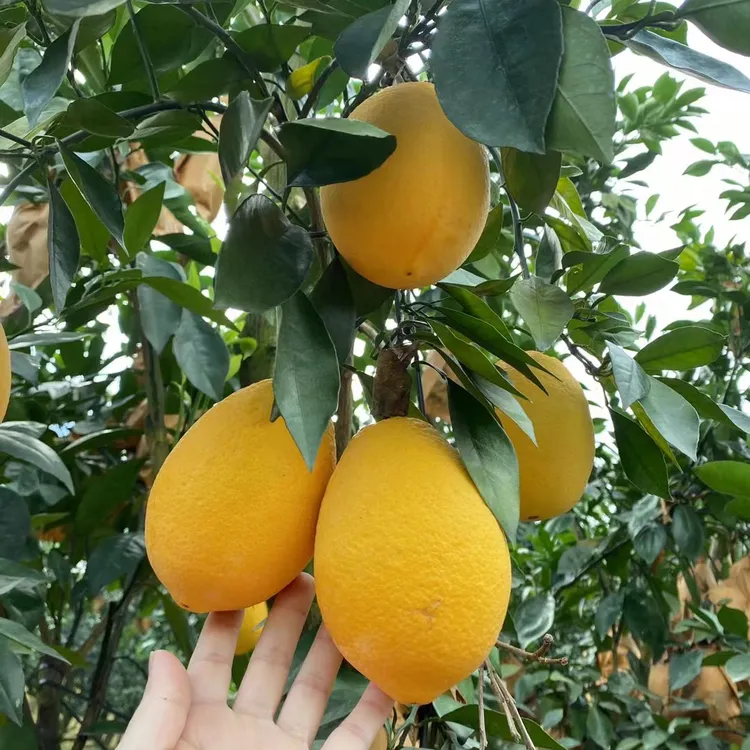 福建木瓜蜜丁橙香甜橙饱满皮薄纯甜多汁自家种植自然成熟发货5斤