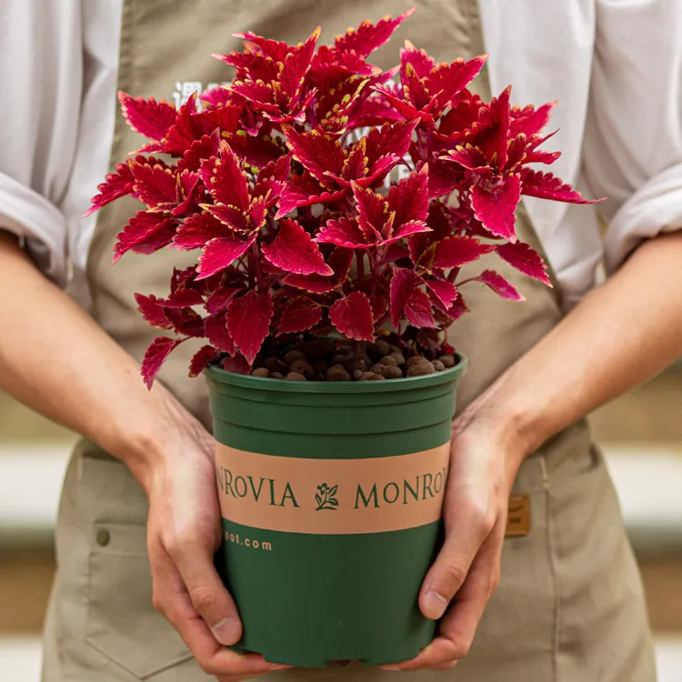 彩叶草盆栽盆景红色叶子五彩苏四季花卉室内阳台室外开花绿植植物
