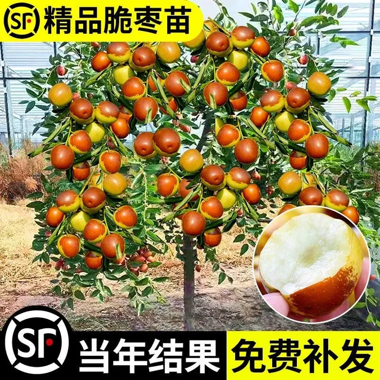 枣树活苗嫁接冬枣地栽果树果苗当年结果北方南方大枣超甜特大庭院