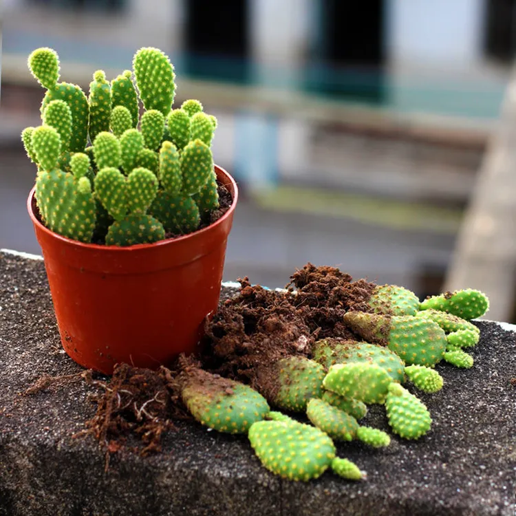 黄毛掌白毛掌仙人掌小可爱米奇多肉植物绿植花卉办公室桌面萌肉肉