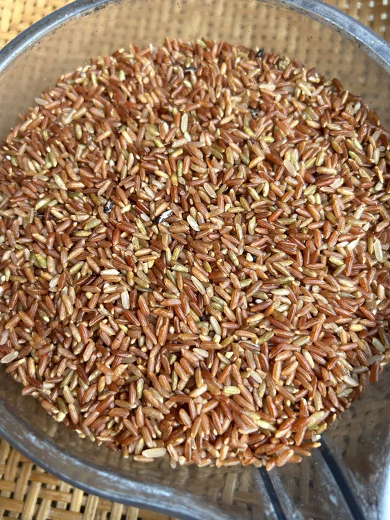 仙游番薯钟山 （ 一季红贡米）（2025新米）