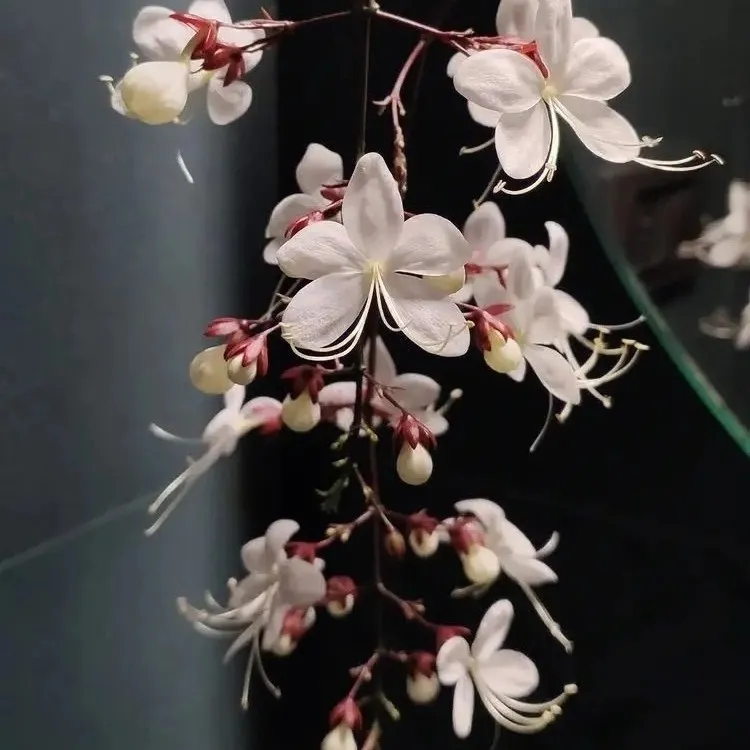 泰国垂丝茉莉长花丝垂丝茉莉花卉绿植盆栽植物