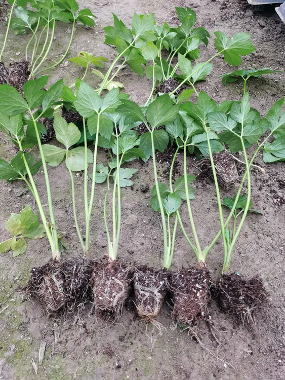长寿菜明日叶种子育小苗四季可种易活