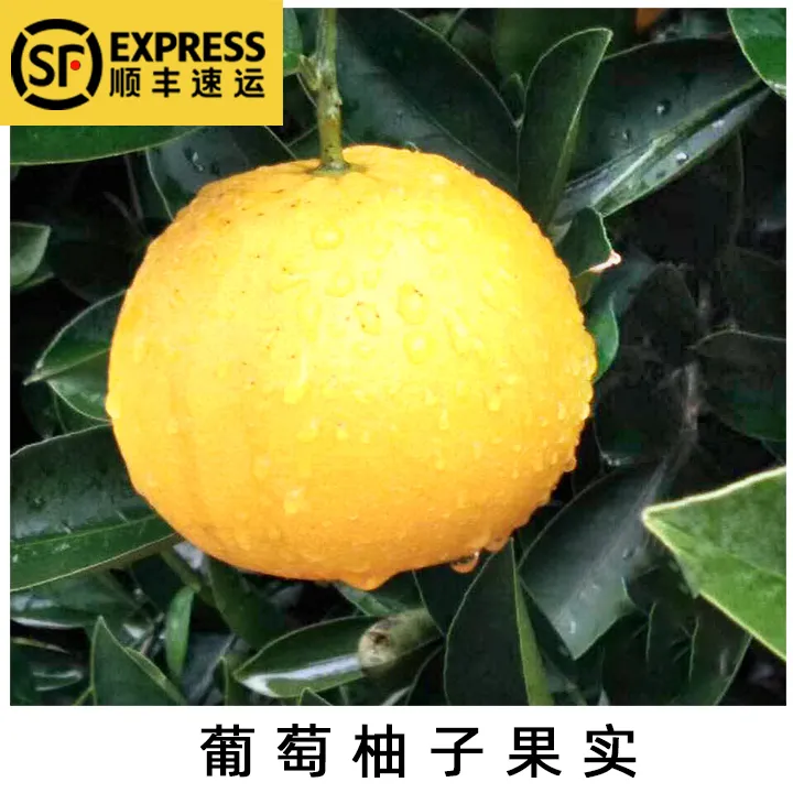 正宗嫁接葡萄柚子苗葡萄柚树苗盆栽地栽葡萄柚果树苗庭院种植耐寒