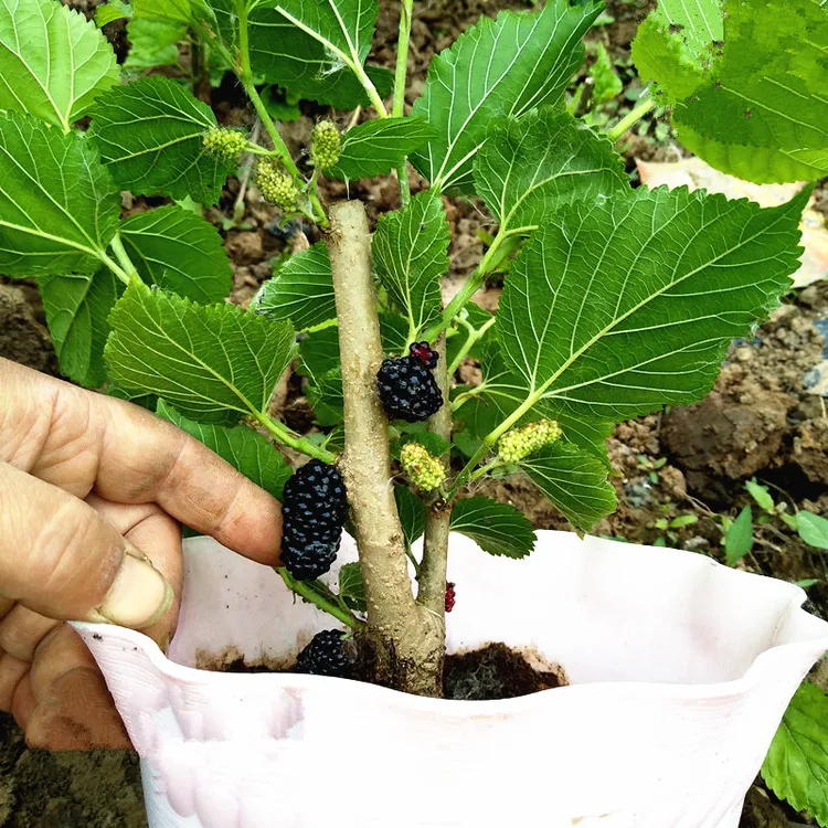 桑葚树苗 桑果苗 嫁接地盆栽南北方种植大叶桑树苗当年结果桑葚苗
