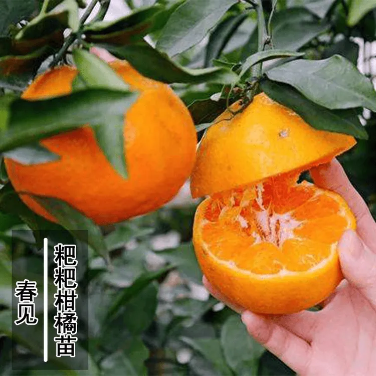 嫁接晚熟蜜桔树树苗大果桔子树苗正宗春见耙耙柑树苗橘子树果树