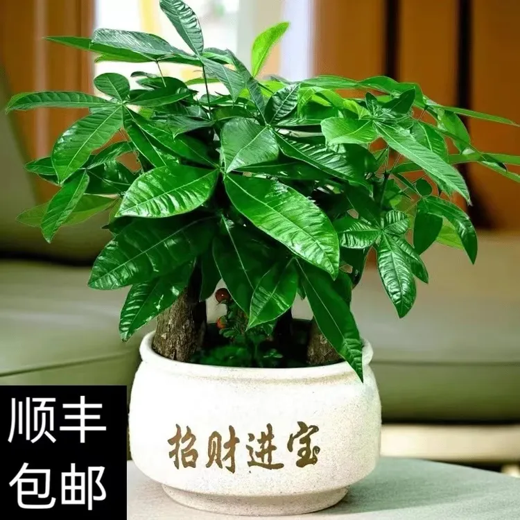 三颗造景发财树陶瓷盆室内绿植办公室客厅花卉四季常青开业送礼