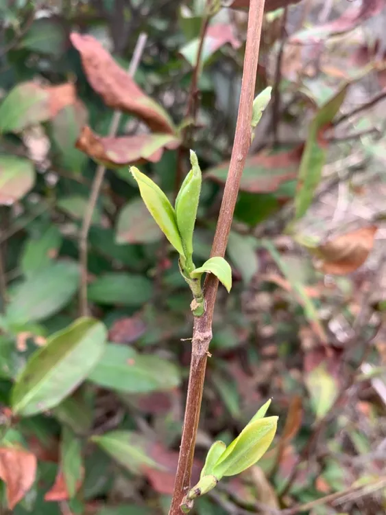 鲜甜口花香浓郁耐冲泡春茶
