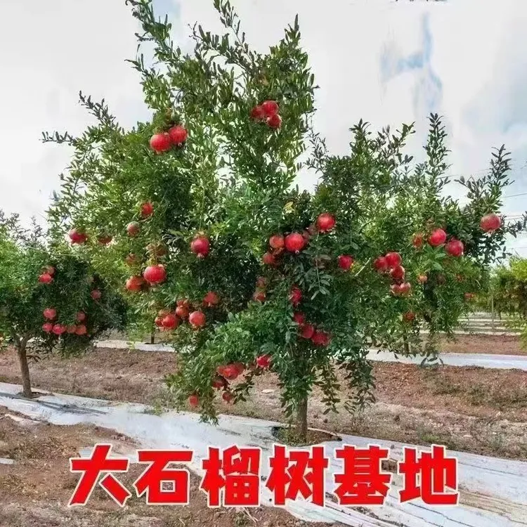 突尼斯软籽石榴树树苗盆栽庭院南方北方种植特大无籽甜石榴苗带土