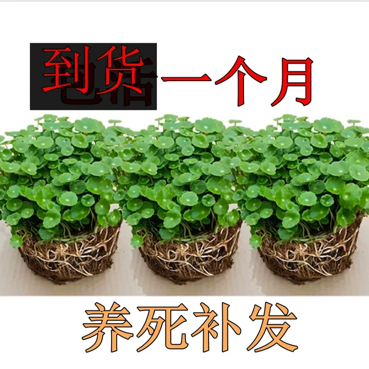 水培铜钱草绿植办公室室内桌面盆栽花卉吊兰金钱草水养水培植物