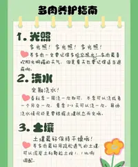 玉如意单双多肉（满18包邮）