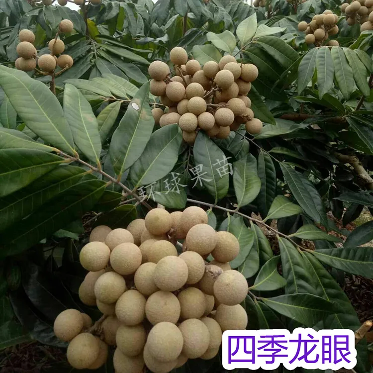 四季龙眼苗四季开花结果 核小肉厚 带土带叶