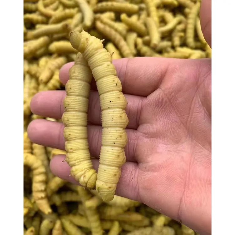 山东大豆虫生鲜速冻发货