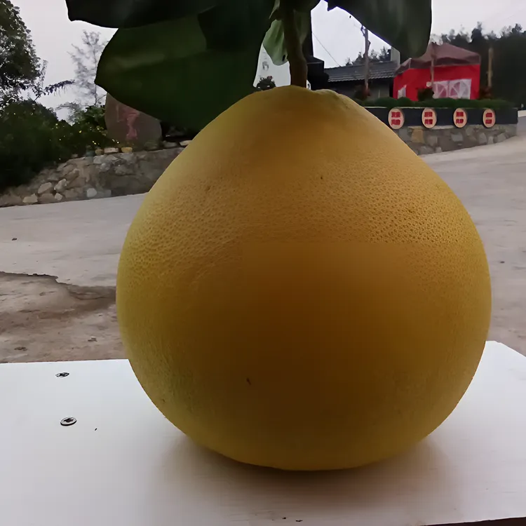 恩施南里渡白柚12斤礼盒装新鲜天然多汁脆爽果园直供健康酸甜清香