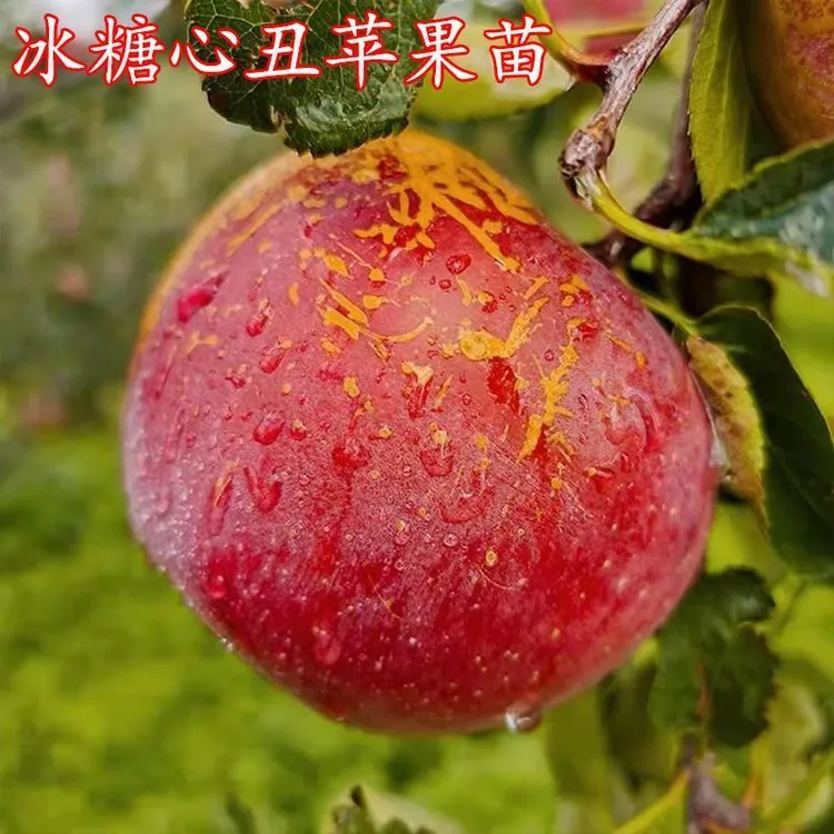 嫁接冰糖心苹果树苗正宗丑苹果苗耐寒南北方种植盆栽地栽当年结果