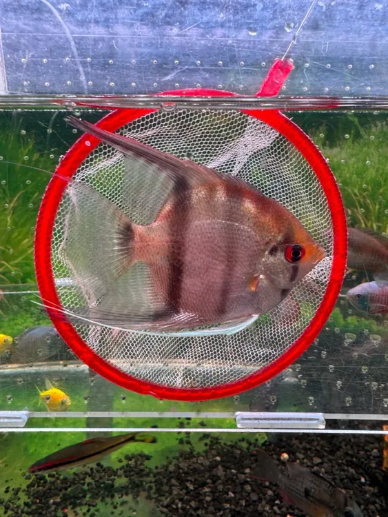 魔门斯卡 蓝魔 金鼎 熊猫燕神仙热带鱼观赏鱼好养鱼