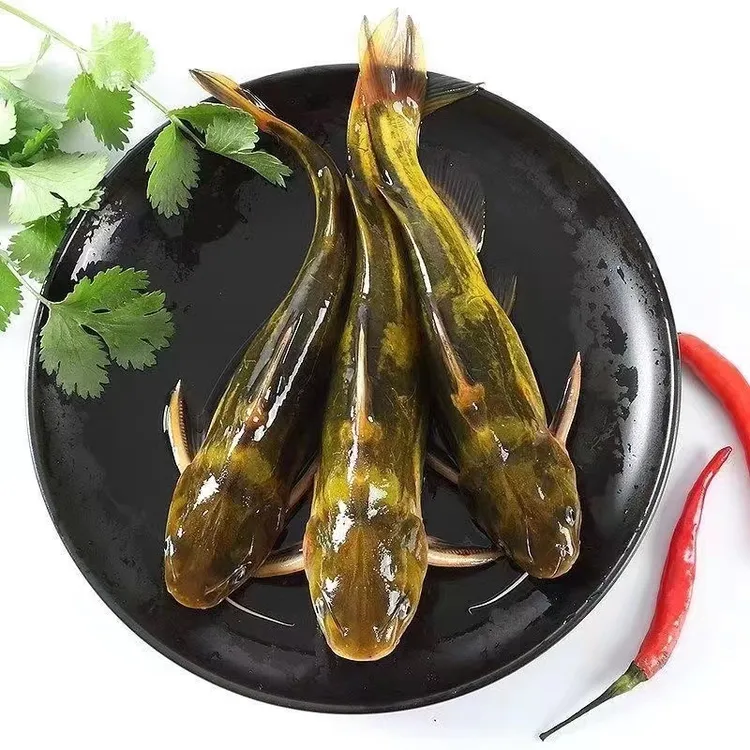 微山湖黄骨鱼黄辣丁昂刺鱼黄颡鱼嘎鱼鲜活现杀冷链运输配送