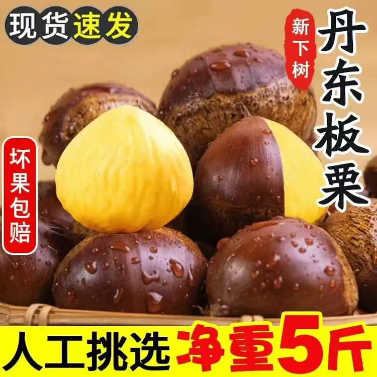 新鲜丹东板栗5斤大果特大果生板栗生吃炖鸡坏果包赔难剥皮非油栗
