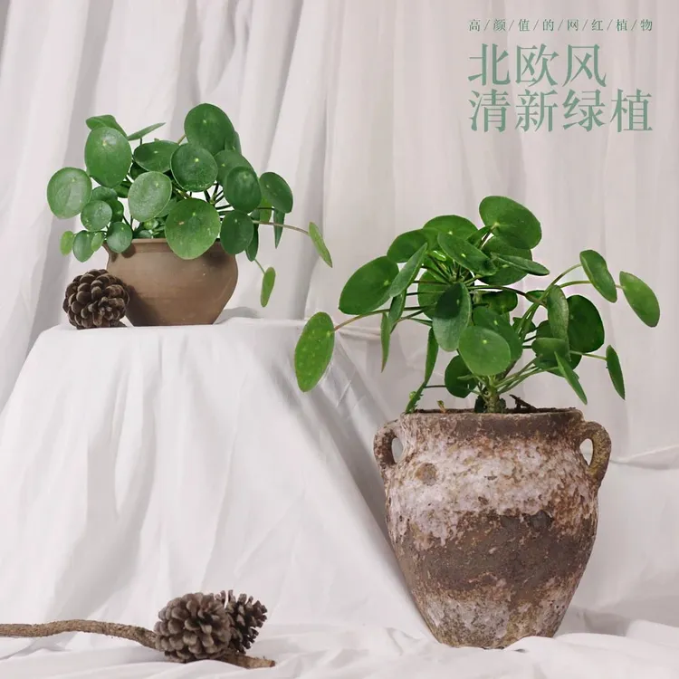 镜面草ins网络植物北欧风耐阴室内卓培懒人盆栽观叶盆景绿植园艺