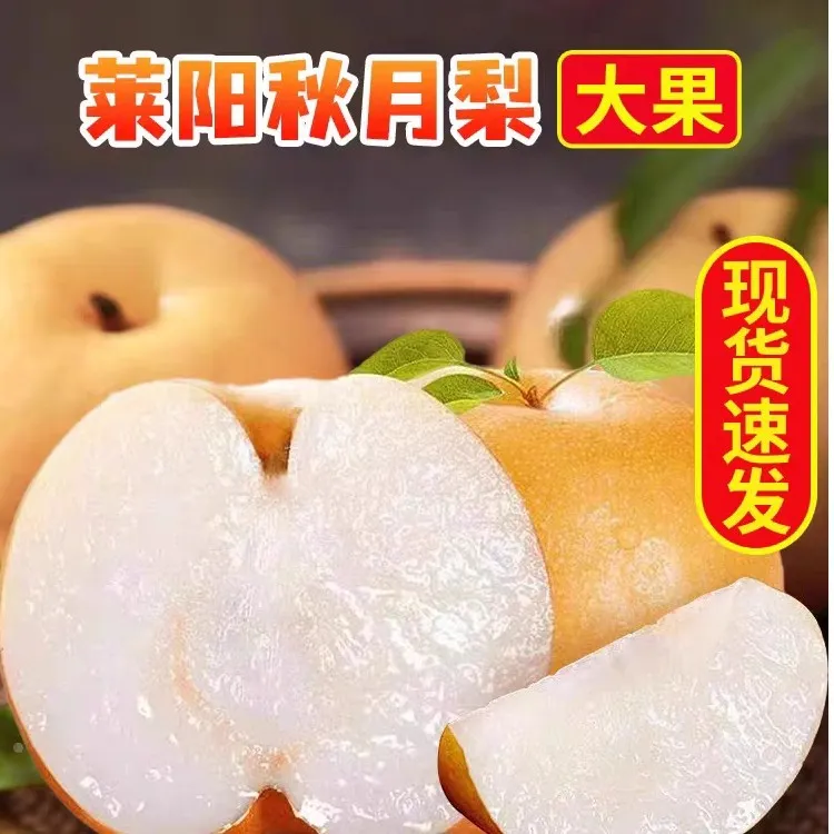 F方迈果业正宗莱阳秋月梨山东新鲜应季水果脆甜多汁5斤
