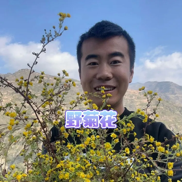 山里野菊花（农户采摘）