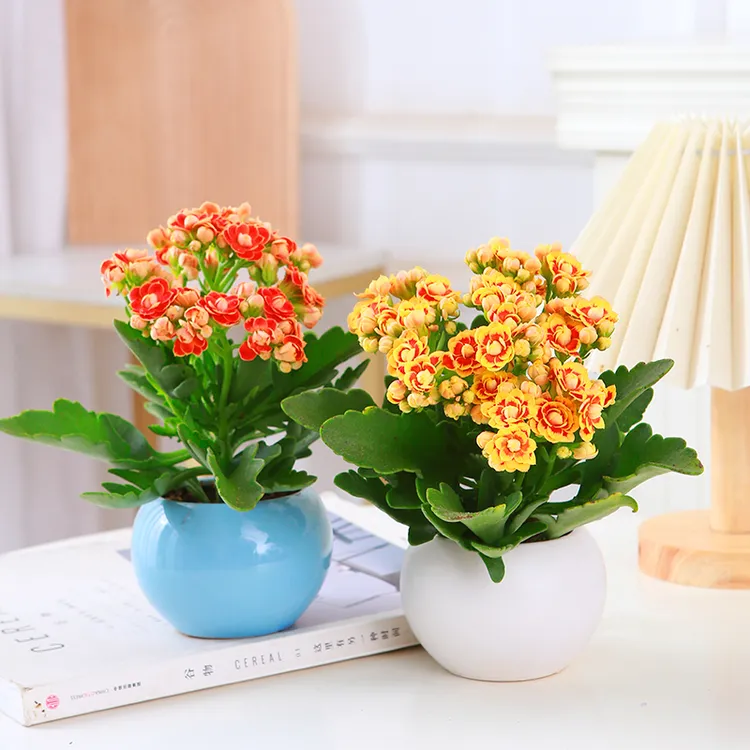 【带花苞】长寿花金狐狸重瓣大花四季开花新品室内外花卉赏花植株商品图