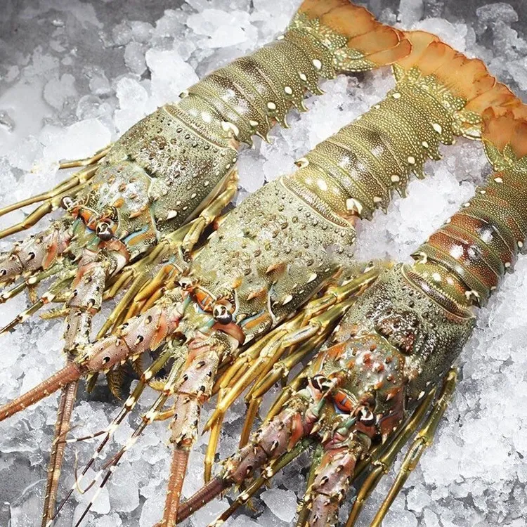 【三只装】东山岛活冻小青龙鲜活速冻海鲜大青龙鲜嫩海捕急冻大龙虾