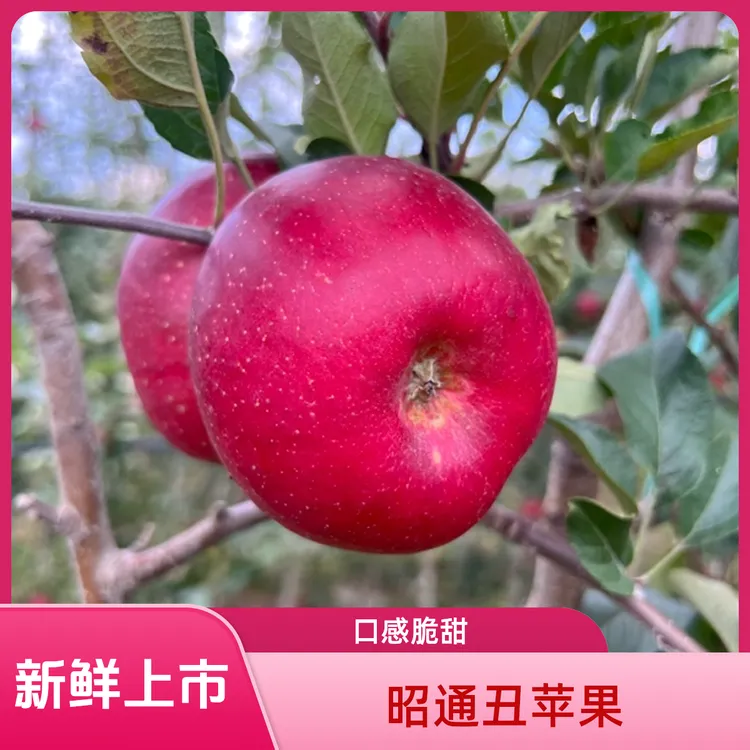 正宗昭通特产丑苹果新鲜上市口感脆甜