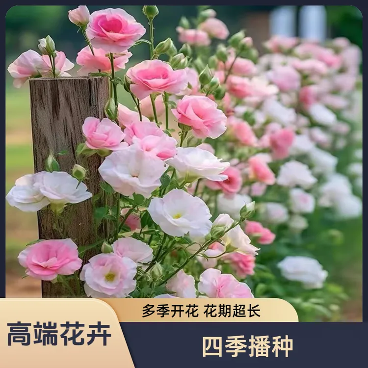 【耐寒花卉】10色洋桔梗花卉桔梗种子阳台庭院好养四季播种多年生