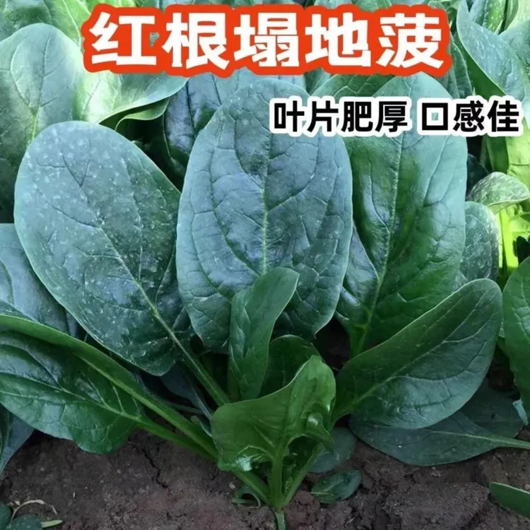 【3包耐热趴地菠菜种子】耐热夏季种籽菠菜种籽春秋冬四季