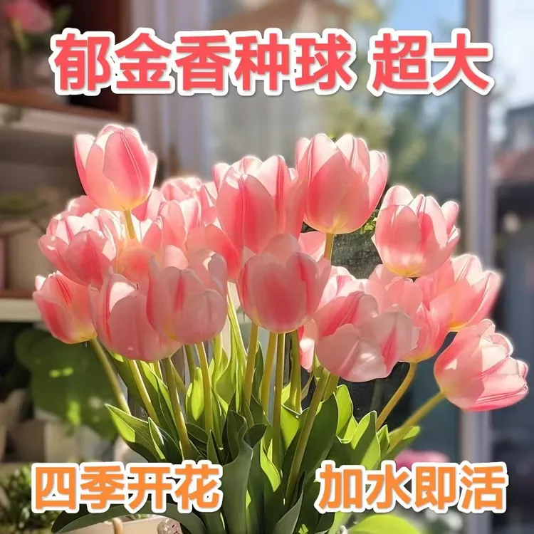 【郁金香种球】耐寒办公室四季好养阳台盆栽水培花卉
