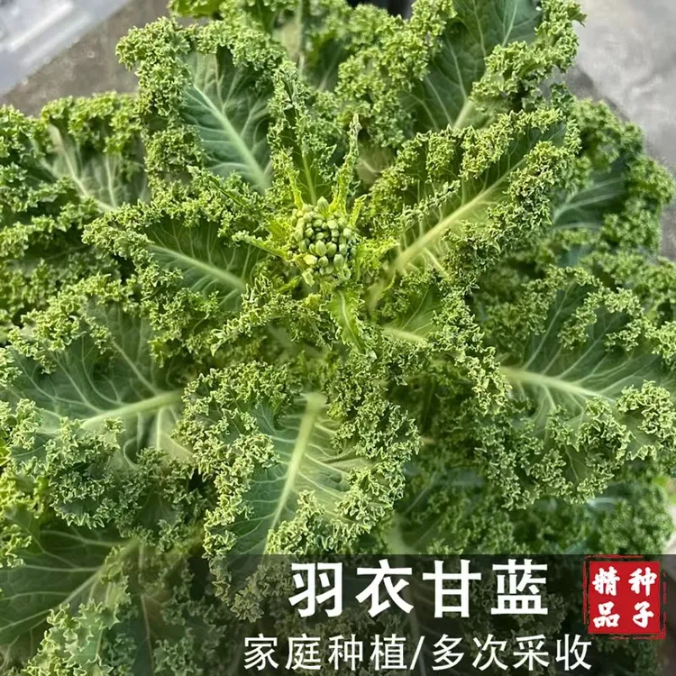【羽衣甘蓝种子】可观赏可食用耐寒耐热蔬菜种子家庭小院
