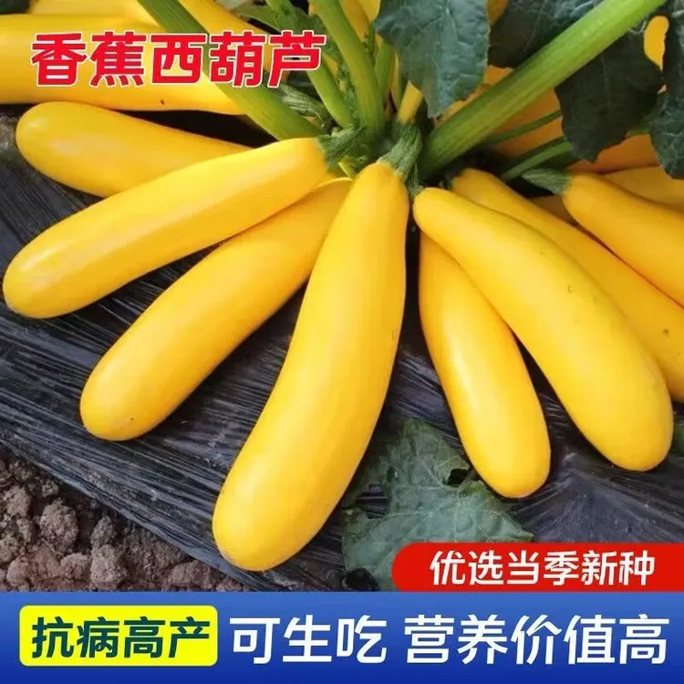 香蕉西葫芦水果型一年四季阳台易种盆栽北方春夏秋种植 