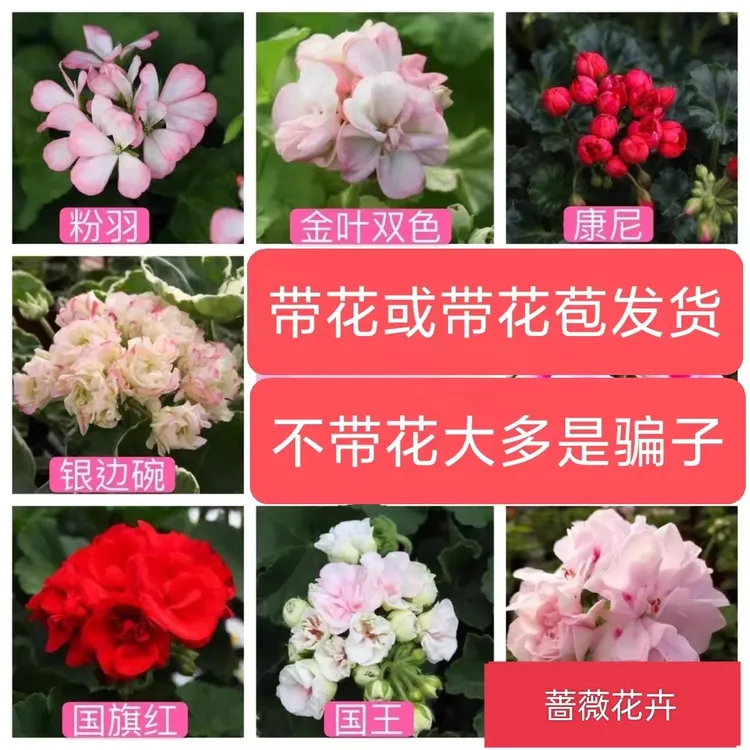 番叶天竺葵盆栽四季开花带花苞垂吊多瓣重瓣大花天竺葵带花苗发货