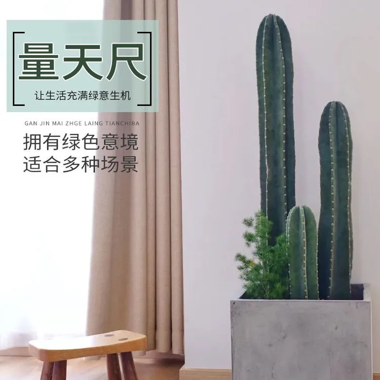 量天尺仙人掌盆栽大戟阁多肉植物网红北欧风客厅办公室仙人柱