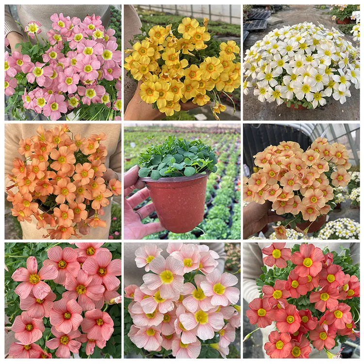 12厘米盆酢浆草4盆组合