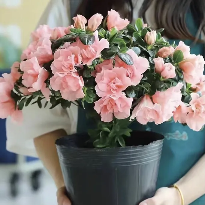 【杜鹃花种四季】盆栽杜鹃花种子映山红种子盆栽四季易种阳台植物