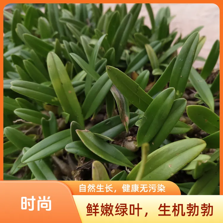 石橄榄 新鲜单叶石橄榄 石橄榄小果  石橄榄可盆栽石斛