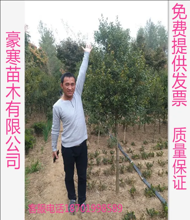 小叶黄杨树苗独杆黄杨苗 盆栽瓜子黄杨苗 高杆黄杨盆景树桩素材