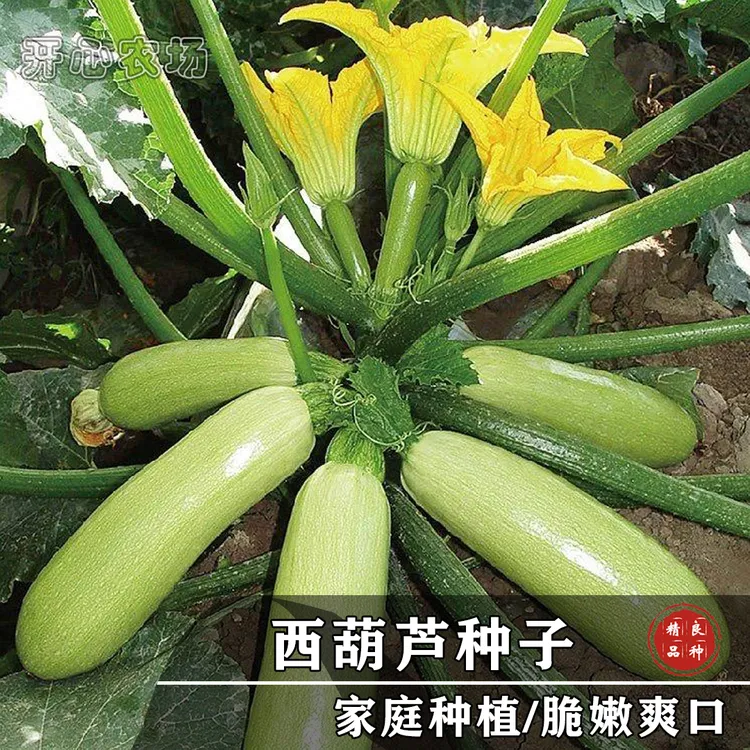 西葫芦种子彩种籽家庭小院种植蔬菜瓜果产量简单种苗播种春季绿色